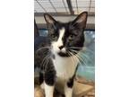 Adopt Big Mamma a Domestic Short Hair