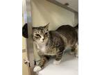 Adopt MEATBALLZ a Domestic Short Hair