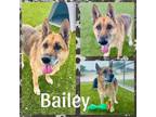 Adopt BAILEY a German Shepherd Dog