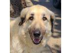 Adopt Gingerbread DFW a Anatolian Shepherd, Great Pyrenees