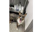 Adopt Jordan a Australian Cattle Dog / Blue Heeler, Mixed Breed