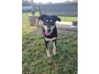 Adopt Rita a Mixed Breed