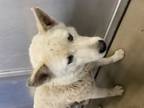 Adopt Lizzie a Husky, Mixed Breed