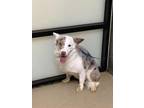 Adopt 55745133 a Australian Shepherd, Mixed Breed