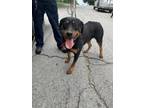 Adopt 55744683 a Rottweiler, Mixed Breed