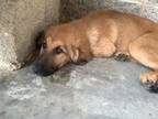 Adopt 55750568 a German Shepherd Dog, Mixed Breed