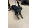 Adopt Farrah a Rottweiler, Mixed Breed