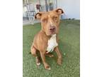 Adopt Monica a Pit Bull Terrier, Mixed Breed