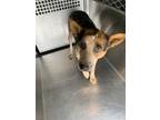Adopt 55754239 a Cattle Dog, Mixed Breed