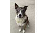 Adopt Frankie a Australian Shepherd, Mixed Breed