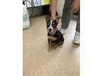 Adopt Junie a Australian Cattle Dog / Blue Heeler, Mixed Breed