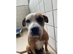 Adopt Sage a Mixed Breed