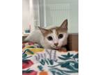 Adopt Ginny a Domestic Short Hair