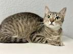 Adopt Sachima a Domestic Short Hair