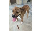 Adopt Precious a Pit Bull Terrier, Mixed Breed