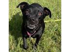 Adopt Nova a Labrador Retriever, Mixed Breed