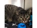 Adopt Nuggie a Domestic Short Hair