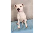 Adopt Fire a Pit Bull Terrier, Mixed Breed