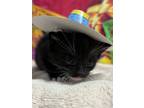 Adopt Chai a Domestic Short Hair