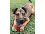 Adopt Coco a Terrier, Mixed Breed
