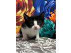 Adopt Fable a Domestic Short Hair
