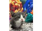 Adopt Saga a Domestic Short Hair