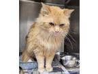 Adopt Juliana *DECLAWED/INDOOR ONLY* a Domestic Long Hair, Domestic Short Hair