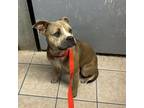 Adopt Mitzi a Mixed Breed