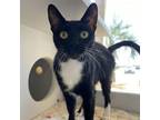 Adopt Biscuit - RN a Domestic Short Hair