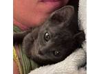 Adopt Blossom a Russian Blue