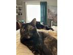 Adopt Brenda Love Cuddles a Tortoiseshell