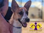 Adopt Laney a Mixed Breed