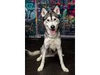 Adopt *Geminio* a Siberian Husky