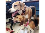 Adopt Trixie FKA Priscilla a Treeing Walker Coonhound