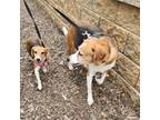 Adopt Tulip a Beagle