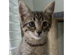 Adopt Givenchy a Domestic Short Hair