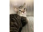 Adopt Hawaiian Tropic (with Banana Boat) a Domestic Short Hair