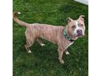 Adopt Cardi a Pit Bull Terrier