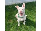 Adopt Sugar a Pit Bull Terrier