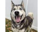 Adopt Kyra a Husky