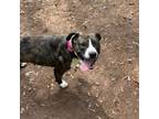 Adopt Rain a American Staffordshire Terrier