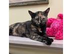 Adopt Ripley a Domestic Short Hair