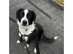 Adopt Calamity Jane a Border Collie