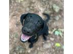 Adopt Briscoe a Plott Hound, Australian Cattle Dog / Blue Heeler