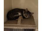 Adopt Cloud a Domestic Short Hair