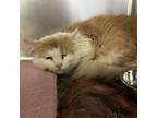 Adopt Zinnia a Domestic Long Hair