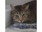 Adopt Blossom a Domestic Short Hair