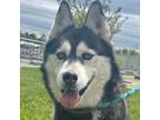 Adopt Miska a Siberian Husky