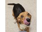 Adopt Eclipse a Beagle