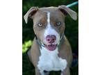 Adopt Roo a Pit Bull Terrier, Hound